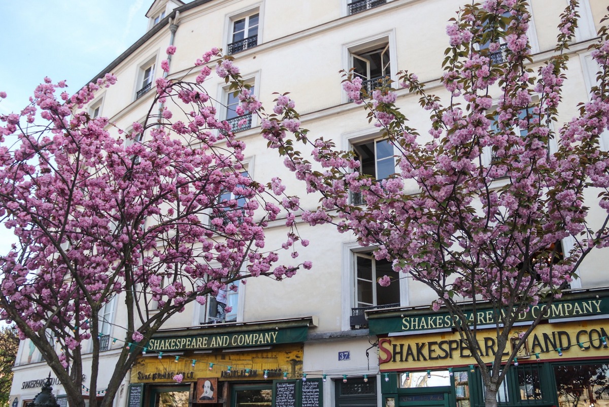 Admirer les cerisiers en fleurs à Paris - My Little Road
